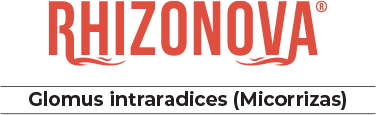 RHIZONOVA