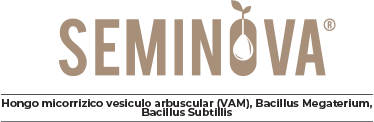 Polvo Soluble
Recubre las semillas dando una protección contra fitopátogenos y brindando los microorganismos necesarios para una adecuada absorción de nutrientes y tolerancia a condiciones adversas.